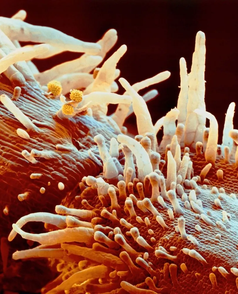 Alien-like Flowers Seen Under the Microscope