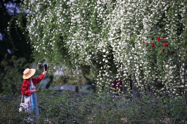 A tourist takes photos of blooming rosa banksiae along the Xuanwu Lake on April 11, 2022 in Nanjing, Jiangsu Province of China. (Photo by Yang Bo/China News Service via Getty Images)