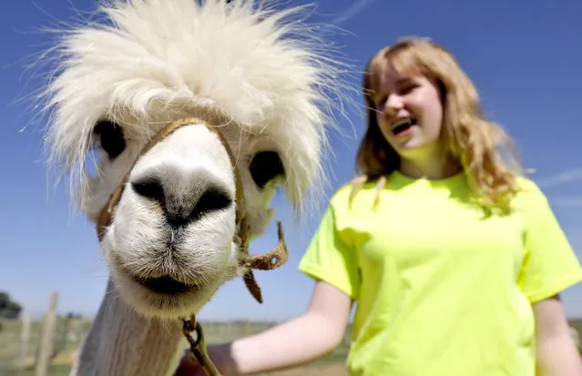 Titanic, one of the alpacas at Sunrise Silhouette alpaca farm stares down the camera as Abby Janke, 13, walks him with a halter on Tuesday, June 17, 2014, during the Baby Alpaca Watch Camp, at the farm outside Eaton, Colo. In addition to learning how to halter the animals the camp's primary goal is keep a watchful eye on the pregnant alpacas and learn how to handle the newborns. (Photo by Joshua Polson/AP Photo/The Greeley Tribune)