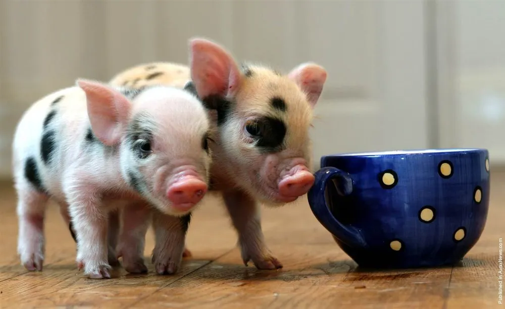 Micro Pigs