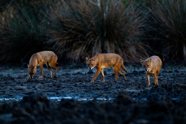 Coyotes also known as Jackals, belong to the canine family and live in Central and South Africa herd in the delta in Bursa and hunt as a group in Turkiye on September 9, 2024. Coyotes, which can adapt to open and forested areas, meadows and savannah as habitats, live between 9-16 years depending on the conditions. These carnivores, which mostly hide and rest during the day, become active at night and at dusk and hunt medium and small-sized animals. (Photo by Alper Tuydes/Anadolu via Getty Images)