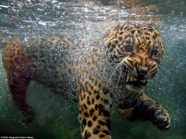 Hungry Rare Jaguar Swims For His Supper