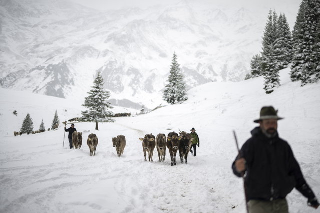 A herd of cows is led through the snow in Calfeisen valley in Vaettis, Switzerland, 14 September 2024. Early snowfall has ended the pasture season on the alps earlier than expected. (Photo by Gian Ehrenzeller/EPA)