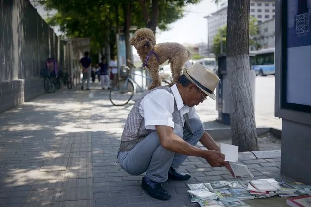 A man browses through books at a book stall as his dog rests on his shoulders, along a street in Beijing on June 16, 2016. (Photo by Wang Zhao/AFP Photo)