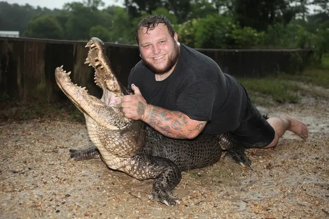 T-Mike Kliebert tackles an alligator in Hammond, Louisiana. (Photo by Barcroft Media)