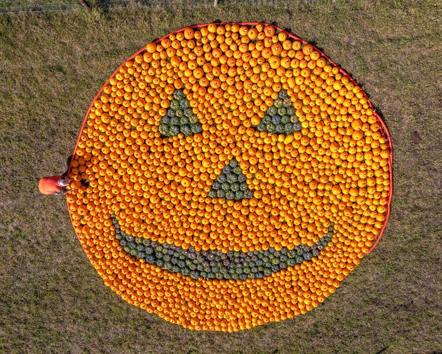 Picture dated October 8th, 2024 shows Marilyn Chapman putting the final touches to the Pumpkin face at Milton near Cambridge. Farmers have created a giant PUMPKIN face made out of a massive 1,456 pumpkins. (Photo by Bav Media)