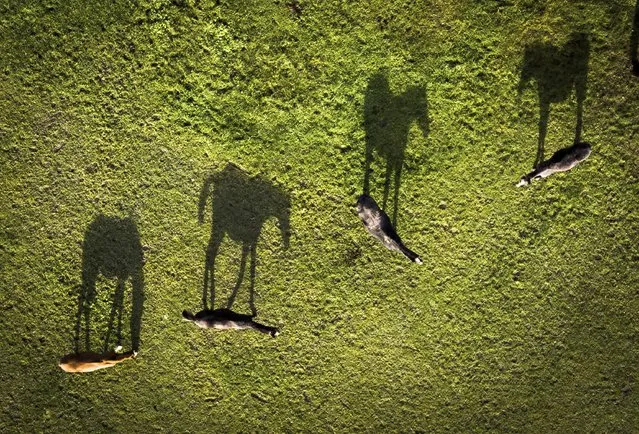 Horses cast shadows on the ground in a field in Swillington, West Yorkshire, Monday, October 25, 2021. (Photo by Danny Lawson/AP Photo)
