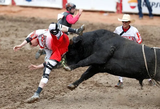 Rodeo bullfighter Scott Waye gets nailed by the bull Preacher while protecting the rider Dakota Butter in the bullring event during the Calgary Stampede rodeo in Calgary, Alberta, Canada, July 10, 2016. (Photo by Todd Korol/Reuters)
