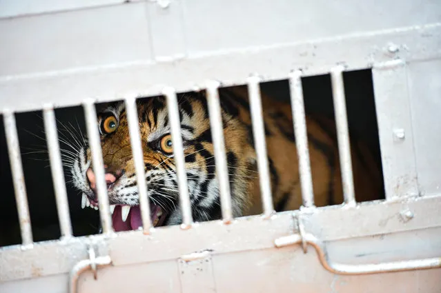 A Sumatran tiger cub is seen inside a rescue box after it was caught near a village in Subulussalam district, Indonesia's Aceh province March 8, 2020, before being relocated by a local conservation agency to Leuser ecosystem forest. (Photo by Chaideer Mahyuddin/AFP Photo)