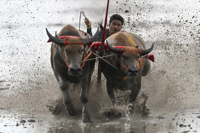 A racer rides on the back of a wooden plough as he races his buffaloes during the rice-planting festival in Chonburi on June 26, 2022 to mark the start of paddy-sowing season. (Photo by Manan Vatsyayana/AFP Photo)
