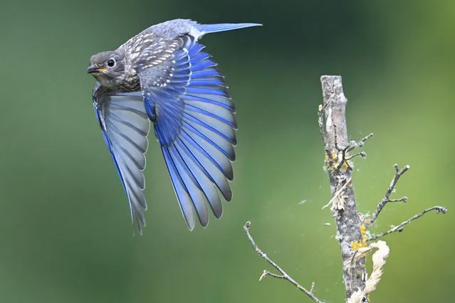 An immature western bluebird takes flight from a small tree while hunting insects in a field along the Umpqua River near Elkton in southwestern Oregon on August 1, 2022. According to allaboutbirds.com, a western bluebird weighs about an ounce. It needs about 15 calories (technically, kilocalories) per day, or 23 calories if raising young. (Photo by Robin Loznak/ZUMA Press Wire/Rex Features/Shutterstock)
