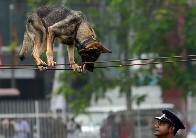 A dog takes part in an demonstration following celebrations for the 151 th anniversary of Sri Lanka' s police in Colombo on September 7, 2017. (Photo by Lakruwan Wanniarachchi/AFP Photo)