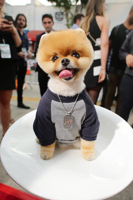 Jiff The Pomeranian attends the Los Angeles premiere of Awesomeness Film's JANOSKIANS: UNTOLD AND UNTRUE at Bruin Theatre on Tuesday, August 25, 2015, in Los Angeles, CA. (Photo by Eric Charbonneau/Invision for AwesomenessFilms/AP Images)