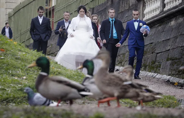 Ducks cross the path of a newlywed couple in a park in Gatchina, 40 km (25 miles) south of St.Petersburg, Russia, Friday, October 6, 2017. (Photo by Dmitri Lovetsky/AP Photo)