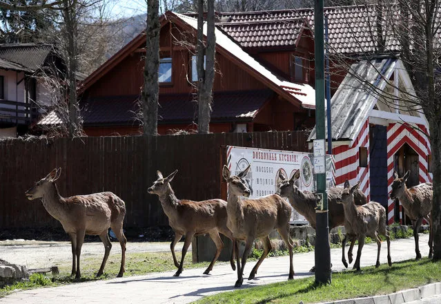 Five does (female roe deer) and a young fawn with a missing patch of fur roam on a nearly-empty sidewalk in Zakopane, southern Poland, 16 April 2020. The European roe deer (Capreolus capreolus) is endemic to the Tatra Mountains that straddle the border between Poland and Slovakia. The ongoing pandemic of the COVID-19 disease caused by the SARS-CoV-2 coronavirus has sparked stay-at-home rules worldwide, which in turn have resulted in empty urban agglomerations that are slowly being reclaimed by certain wild species. Animals freely roaming around towns and cities they had previously avoided are becoming an increasingly common sight around the planet. (Photo by Grzegorz Momot/EPA/EFE)
