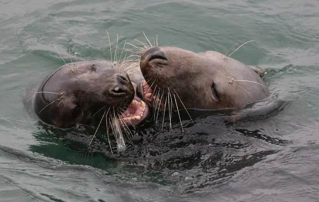 Playful seals in Dun Laoghaire harbour on September 12, 2022. (Photo by Nick Bradshaw for The Irish Times)