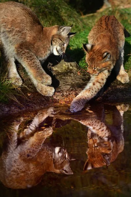 Northern Lynx kittens, explore their enclosure at the Highland Wildlife park on October 9, 2012 in Kingussie, Scotland. The feline twins are believed to be the type of lynx found historically in Scotland. The Highland Wildlife Park specialises in Scottish animal species, both past and present, and species that are well adapted to cold weather.  (Photo by Jeff J. Mitchell)