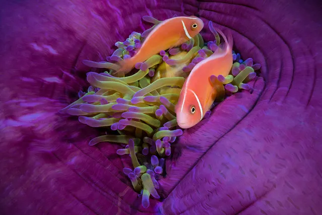 Portfolio Award Winner – Matty Smith. Anemone fish in their colourful home. (Photo by Matty Smith/Ocean Photographer of the Year 2022)