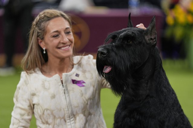 Katie Bernardin and Monty, a Giant Schnauzer, celebrate after winning best in show in the 149th Westminster Kennel Club Dog show, Tuesday, February 11, 2025, in New York. (Photo by Julia Demaree Nikhinson/AP Photo)