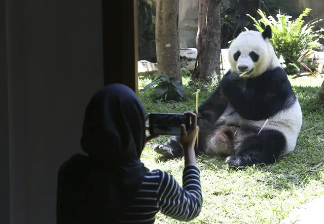 A journalist take a photo of a giant female panda from China named Hu Chun at the Taman Safari Indonesia zoo in Bogor, West Java, Wednesday, November 1, 2017. Giant pandas Cai Tao and Hu Chun arrived Indonesia last month as part of China's “Panda diplomacy”. (Photo by Achmad Ibrahim/AP Photo)