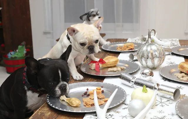 Instagram pet celebrities, Oscar and Charlie, @oscarfrenchieNYC (179k followers) and @tinkerbellethedog (166k followers) gather around the table for a pet-friendly Thanksgiving feast at PetSmart's 2017 Holiday collection launch event on November 9, 2017 in New York City. PetSmart's holiday collection features everything a pet parent might want to bring their pets into the festive celebrations of the season. The collection offers hundreds of new, on-trend seasonal apparel and accessories like festive collars, ugly sweaters and pet PJs, as well as toys, pet beds, stocking stuffers, holiday cookie treats and more! The Holiday Collection includes a line of philanthropic items – gifts that give back to pets in need. The PetSmart Holiday Collection is available now in all 1,500-plus PetSmart stores across the U.S. and Canada and online at petsmart.com and petsmart.ca. (Photo by Amy Sussman/AP Images for PetSmart)