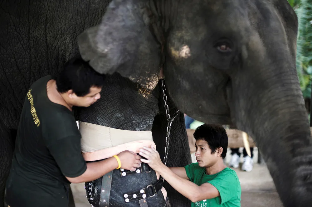 Elephant Gets New Leg