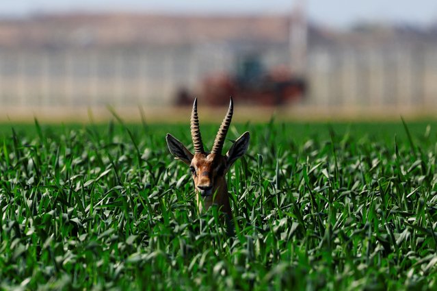 A gazelle rests in a wheat field near the Israel-Gaza border, amid a ceasefire between Israel and Hamas, in Israel, on March 2, 2025. (Photo by Amir Cohen/Reuters)