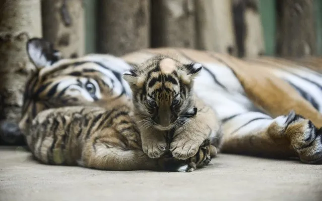 11-year-old Malayan tiger Banya is seen with her twin cubs at their enclosure at Prague Zoo, Prague, Czech Republic on the November 21, 2017. On October 03, 2017 twins Malayan tigers were born at Prage Zoo. The male is larger, weighing 5.16 kg and the female weighs 3.78 kg. Pavel Brand, the keeper and tiger expert, says that are only a few hundred Malayan tigers surviving in the wild in Asia and they are classified as critically endangered. (Photo by Omar Marques/Anadolu Agency/Getty Images)