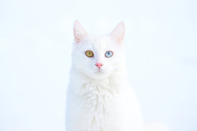 A Van cat, which is kept under shelter at the Van Cat Research and Rehabilitation Centre's cat villa, enjoys the snow by walking on the white cover on February 27, 2025 in Van, Turkiye. The city was covered in white after the snowfall. (Photo by Ozkan Bilgin/Anadolu via Getty Images)