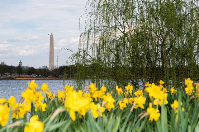 Tulips bloom along the Potomac river in Washington, DC, on March 30, 2025. (Photo by Allison Robbert/AFP Photo)