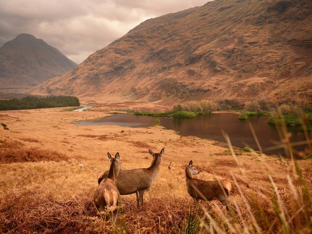 Red deer graze following the end of the rutting season in Glen Etive, Scotland, on November 13, 2014. The rutting season sees the large red deer stags compete against each other for mating rights and can be heard roaring and bellowing in an attempt to attract the hinds. The rut draws to a close in early November when the males will spend the winter feeding to regain strength for the following year's season. (Photo by Jeff J. Mitchell/Getty Images)