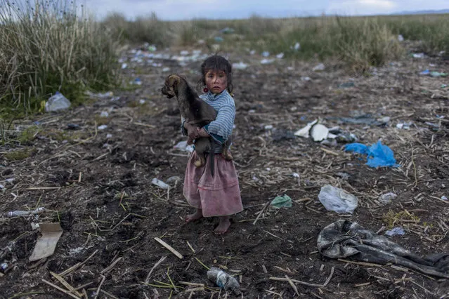 Melinda Quispe walks on the trash strewn shore of Lake Titicaca, holding her dog in her village Kapi Cruz Grande in Peru's Puno region, Saturday, February 4, 2017. The governments of Peru and Bolivia signed a pact in January to spend more than $500 million to attack the pollution problem of Lake Titicaca, though the details were vague. (Photo by Rodrigo Abd/AP Photo)