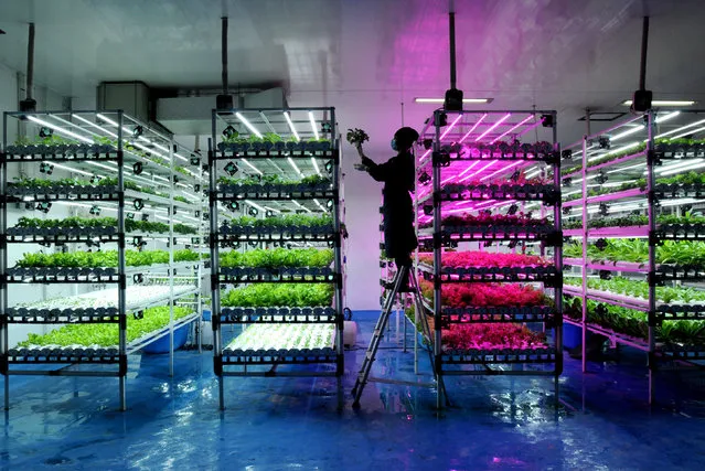 Winner: Vision of the Future. Vertical Farming by Arie Basuki. Officers maintain vegetable crops in a warehouse at Sentra farm in West Java, Indonesia. Vegetables such as curly lettuce, romaine, oclave green, siiomak, kailan are cultured in a room where the light and temperature remain stable. The advantage of vertical farming, which was developed in the past year, is that it is free of pesticides with a harvest period of only 30 days with an average yield of 20-30kg a day. (Photo by Arie Basuki/Environmental Photographer of the Year)