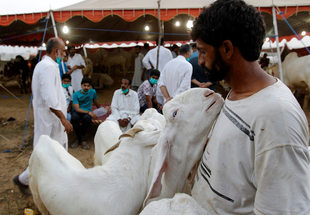 A handler holds his goats as potential customers look after goats to sacrifice ahead of the Eid al-Adha festival at the animal market outside Islamabad, Pakistan September 9, 2016. (Photo by Caren Firouz/Reuters)