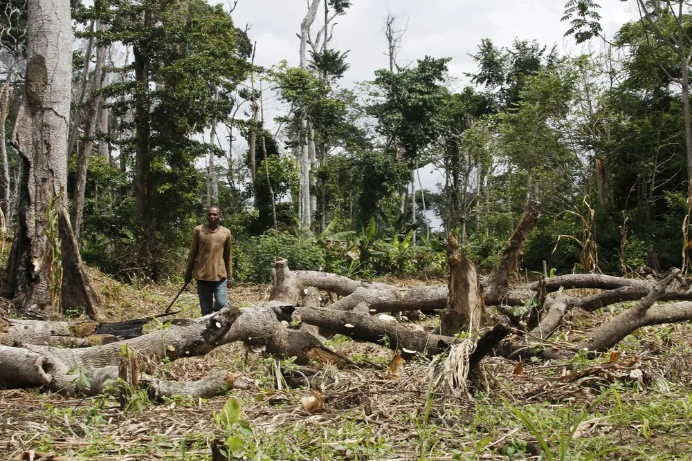 Ivory Coast Seeks to Save Forests From Illegal Cocoa Boom
