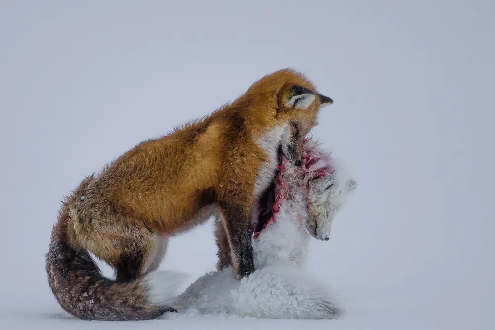 Winners of the 2015 Wildlife Photographer of the Year