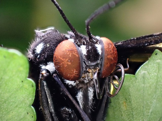 A closeup view of a butterfly's face is seen through macro lens in Tropical Butterfly Garden in Konya, Turkiye on July 09, 2025. (Photo by Serhat Cetinkaya/Anadolu via Getty Images)