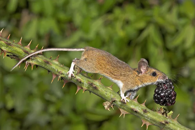 C) 3rd place Winner – Gary Cox. I noticed several woodmice and a vole were feeding on seeds etc falling from the bird table, so I built a nearby enclosed feeding table at ground level just for the small rodents. By gradually raising it a little way off the ground the Mice/Voles would go up a strategically placed ramp. When they were used to this I replaced the ramp with a blackberry stem which they readily took to. They would often grab an item and run back down the stem carrying it. I placed a few Blackberrys and Hazelnuts on the feeder which were eagerly carried off. The best time to photograph them was very early in the morning using several flashguns which also helped to freeze the movement.