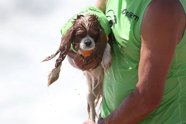 A competitor is carried out of the water during the Surf City Surf Dog competition in Huntington Beach, California, U.S., September 25, 2016. (Photo by Lucy Nicholson/Reuters)