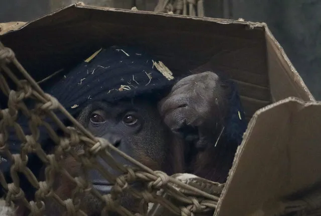 In this September 13, 2016 photo, Sandra the orangutan sits in a cardboard box in her enclosure at an eco-park, formerly the Palermo zoo, in Buenos Aires, Argentina. Rosario Espina, the director of biodiversity at the Buenos Aires eco-park, said the eco-park is looking into the possibility of a private sanctuary for Sandra on the outskirts of Sao Paulo, Brazil, but that will depend on the conditions of the place and Sandra’s health. (Photo by Natacha Pisarenko/AP Photo)