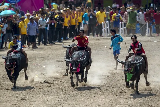 Jockeys compete in Chonburi's annual buffalo race festival, in Chonburi province, Thailand October 26, 2015. (Photo by Athit Perawongmetha/Reuters)