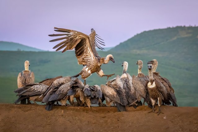 An African white-backed vulture strides across the backs of others in a frenzied scramble for food at sunrise in Zimanga wildlife reserve, South Africa in the second decade of August 2025. (Photo by Mark Strom/Solent News & Photo Agency)