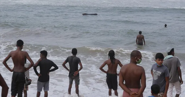 Sri Lankans watch as some attempt to push a beached whale back to deep waters in the Indian Ocean in Panadura, on outskirts of Colombo, Sri Lanka, Tuesday, November 3, 2020. Sri Lanka is postponing the opening of schools amid a surge of COVID-19 patients from two clusters in the capital Colombo and suburbs. (Photo by Eranga Jayawardena/AP Photo)