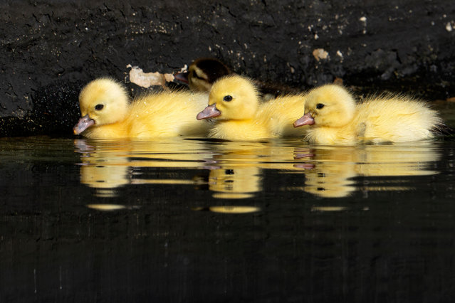 Muscovy ducklings swim in a pond at Lake Eola Park in Orlando, US on October 2, 2025. (Photo by Ronen Tivony/NurPhoto/Rex Features/Shutterstock)