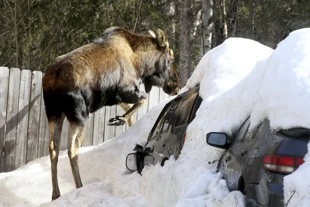 A bull moose steps onto the hood of a vehicle covered in snow, Tuesday, April 18, 2023, in Anchorage, Alaska (Photo by Mark Thiessen/AP Photo)