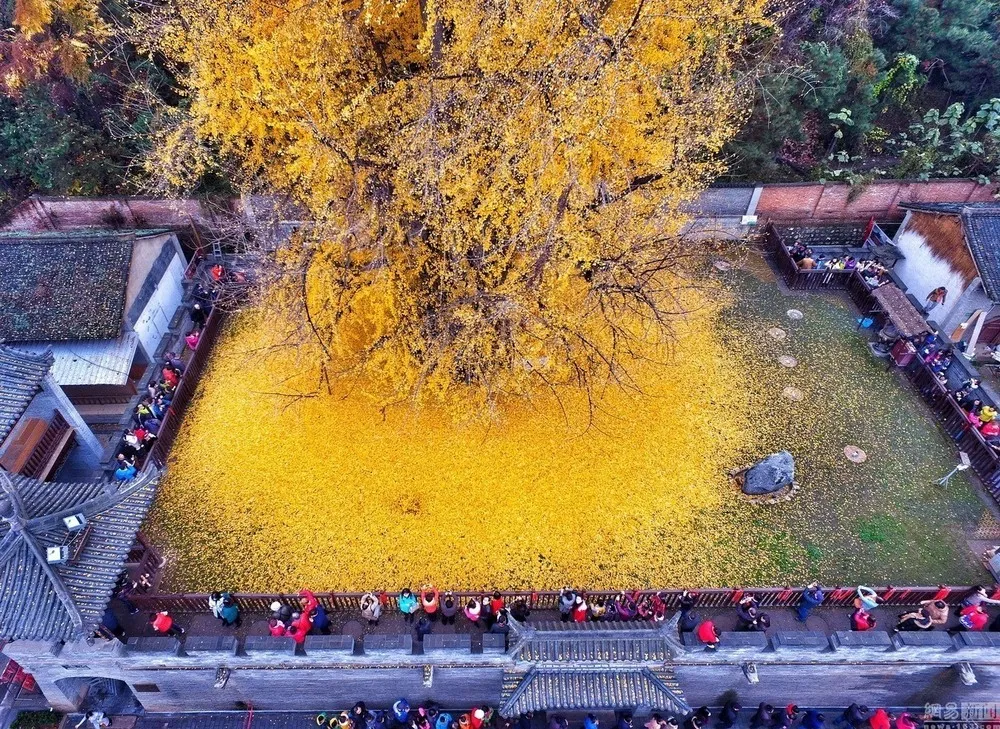 The Ancient Ginkgo Tree Makes Golden Сarpet of Leaves Every Autumn