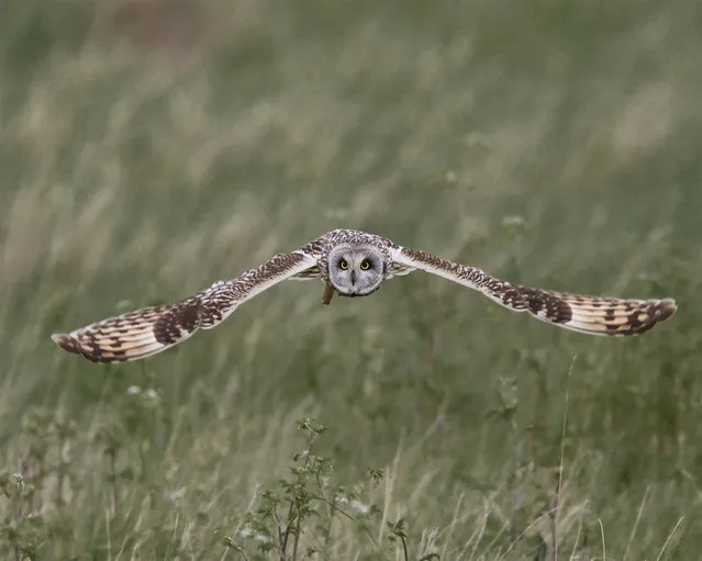“Eye to eye”. This short eared owl was captured hunting over coastal marshes. I escaped! Location: Steart Point, Somerset, UK. (Photo and caption by John Crabb/National Geographic Traveler Photo Contest)