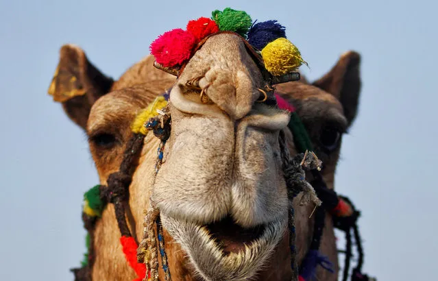 A camel is pictured in Pushkar, in the desert state of Rajasthan, India, November 1, 2016. (Photo by Himanshu Sharma/Reuters)
