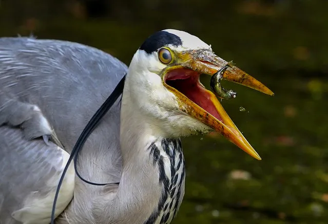 A grey heron fishes for food on the lake at Sefton Park, Liverpool, Merseyside on Tuesday, May 23, 2023. (Photo by Peter Byrne/PA Wire)