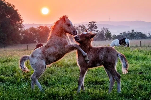 Icelandic foals play at a stud farm in Wehrheim near Frankfurt, Germany, as the sun rises early Friday, May 26, 2023. (Phoot by Michael Probst/AP Photo)